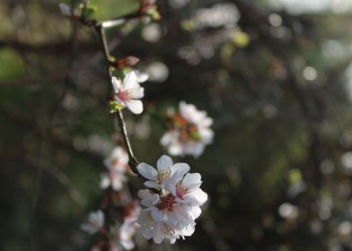 Japanese cherry