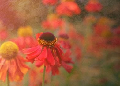 Helenium with texture