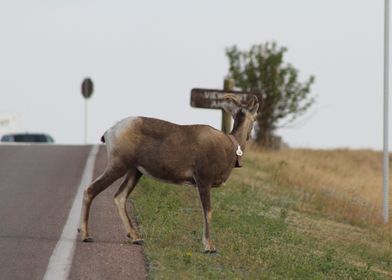Wild animal in Colorado