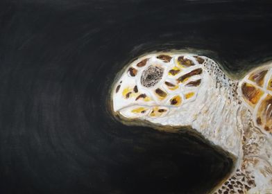 Hawksbill Turtle