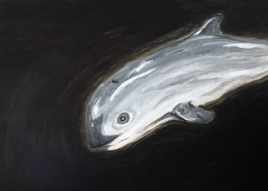 Vaquita