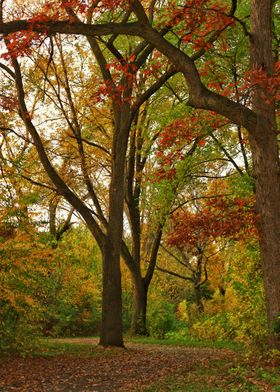 Fall Tree Path 2