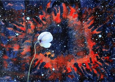 White poppy and nebula    
