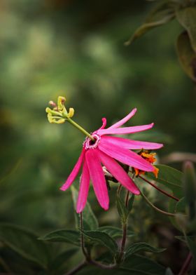 Unique flower