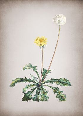 Vintage Dandelion in Bloom