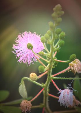 Wild flower