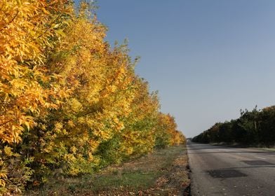 Autumn landscape