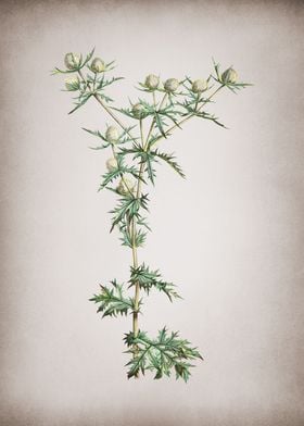 Floral Botanical Parchment-preview-0