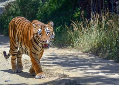 Royal Bengal Tiger