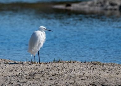 Egret