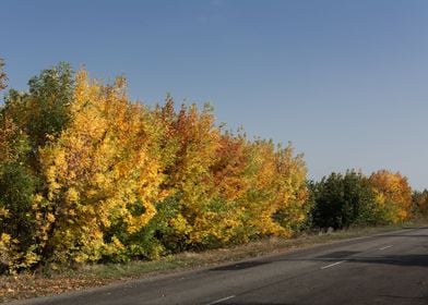 Autumn landscape