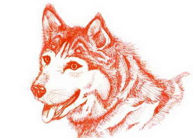 Smiling husky in red