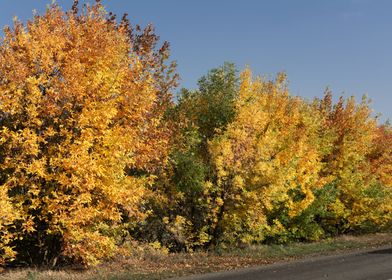 Autumn landscape