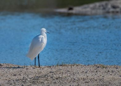 Egret