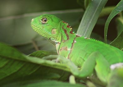 Iguana of Ecuador