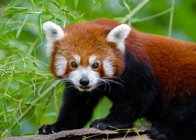 Red Panda