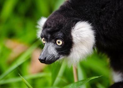 Lemur