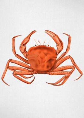 Crab Watercolor