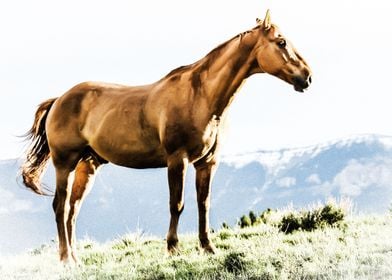 Horse