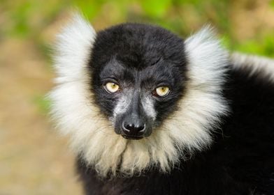 Lemur