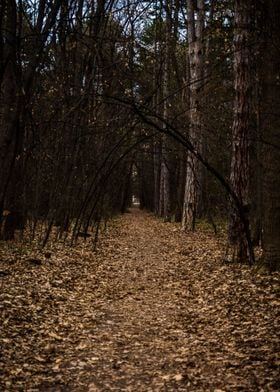 Leaf trail