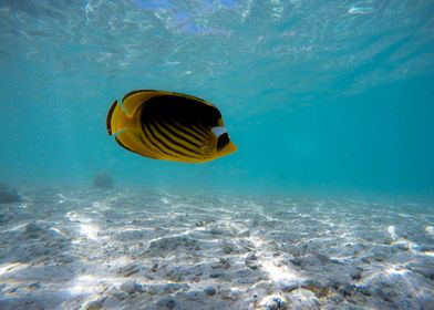 butterfly fish 