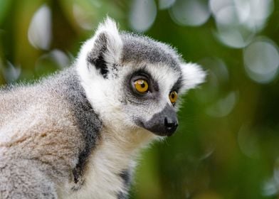 Lemur