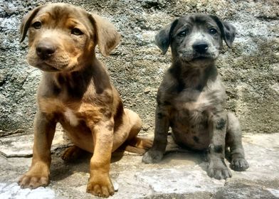 Cute Puppy Steve and Bucky