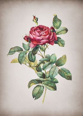 Vintage Red Gallic Rose