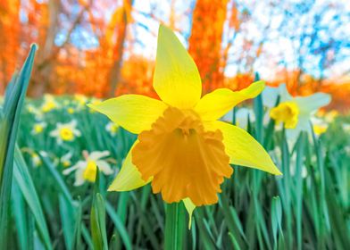 Daffodils at Springtime