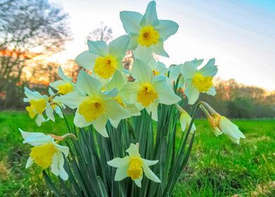  Daffodils at Springtime