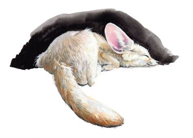 Sleeping Fennec