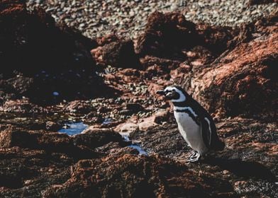 Patagonian animals