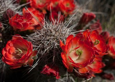 Red Cactus Blossoms III