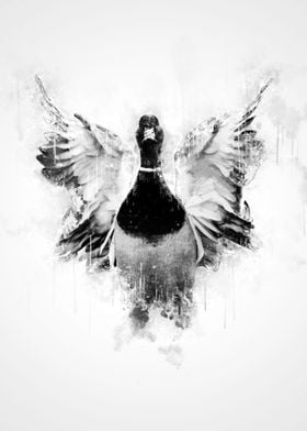 Mallard Duck BW