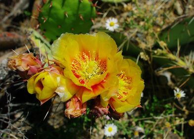 Yellow Cactus Blossoms II