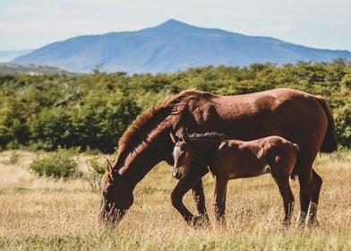 Patagonian animals