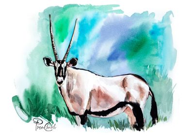 Arabian Oryx