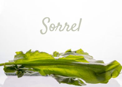 Green sorrel with text