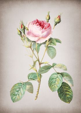 Vintage Rose Bush
