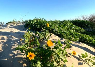 Blooming in the Dunes