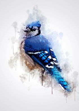 Blue Jay Bird