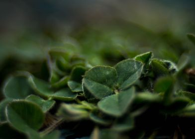 Macro shot of clovers