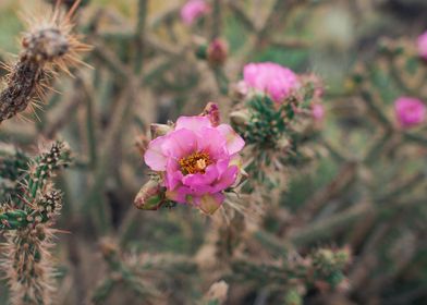 Pink Cactus Blossoms I