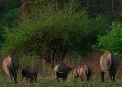 Elephant Family