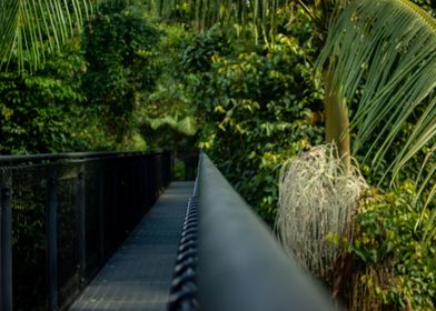 Rainforest Walkway