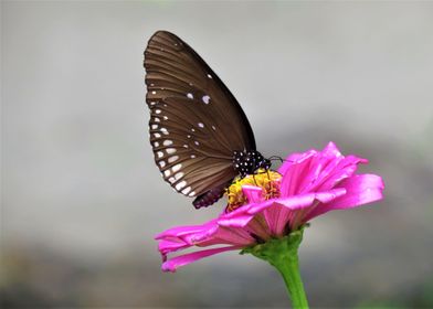Butterfly in Paradise