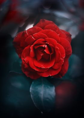 The scarlet Rose