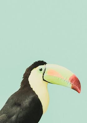 Toucan Too blue