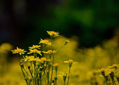 Yellow daisy field 1